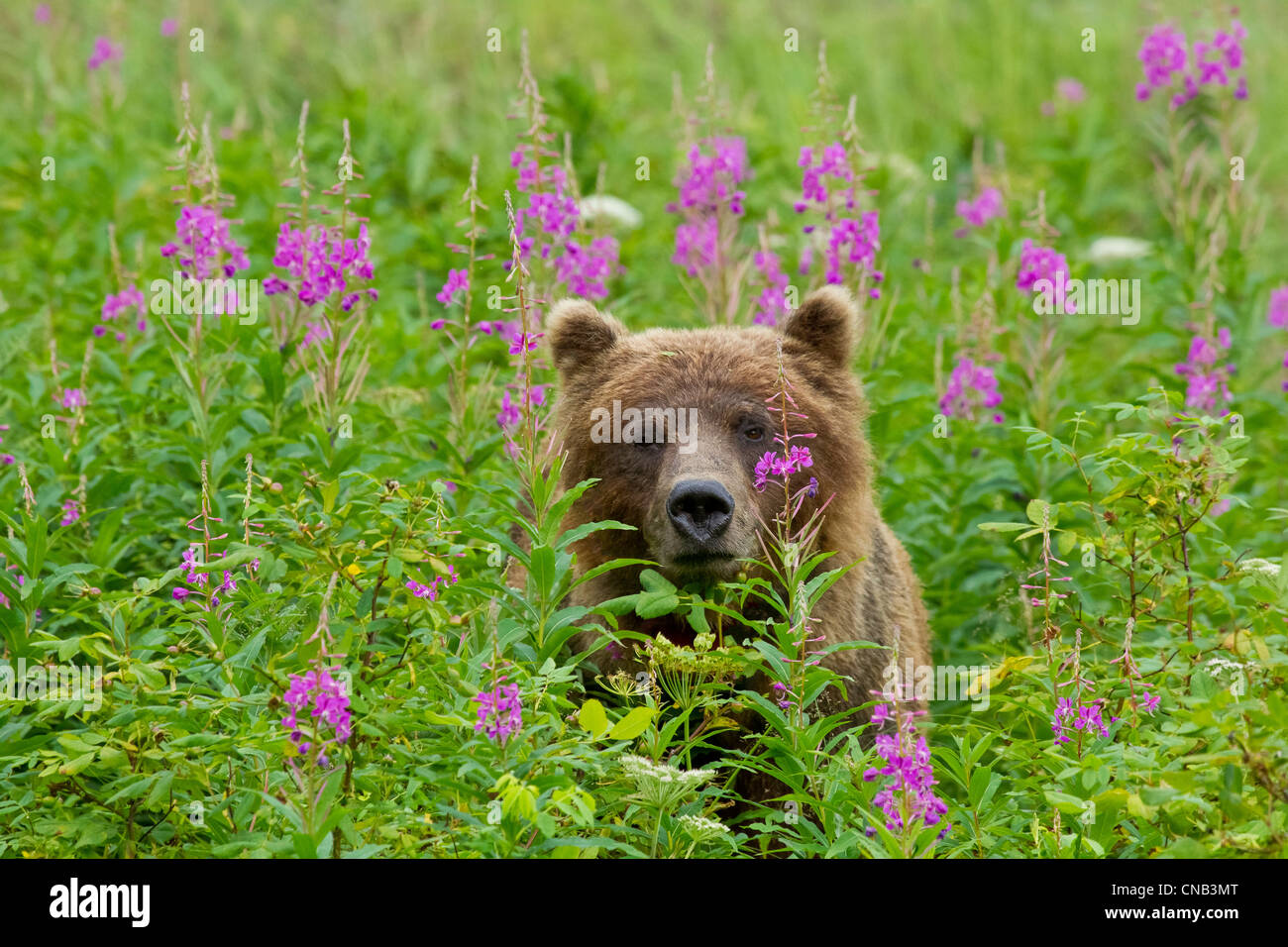 Un ours brun se distingue parmi les fleurs de l'épilobe, la Forêt Nationale Tongass, sud-est de l'Alaska, l'été Banque D'Images