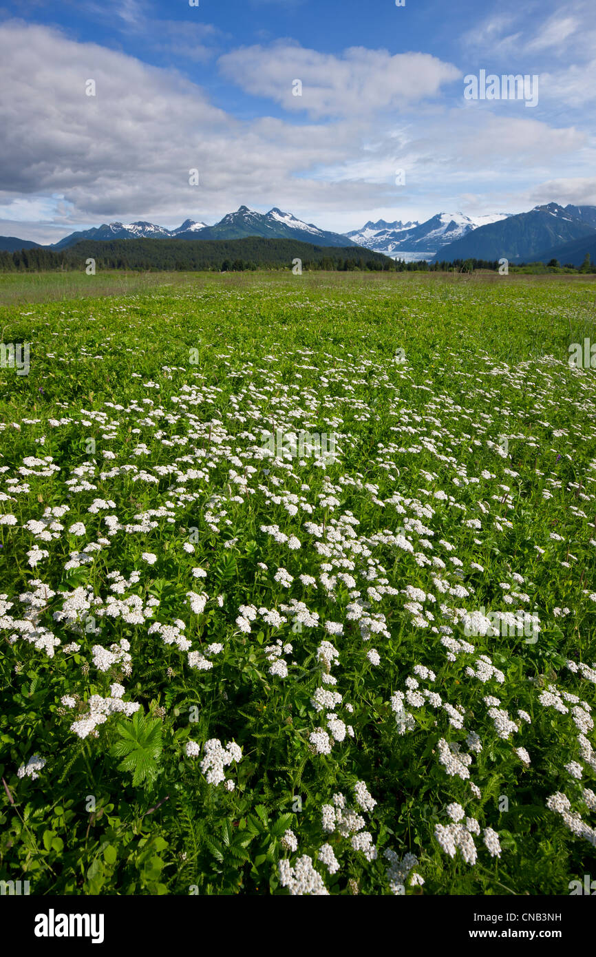 Le nord de l'Achillée Millefeuille en fleurs sur le terrain dans le jeu de l'état des terres humides Mendenhall Refuge, Juneau, Alaska du Sud-Est, l'été Banque D'Images