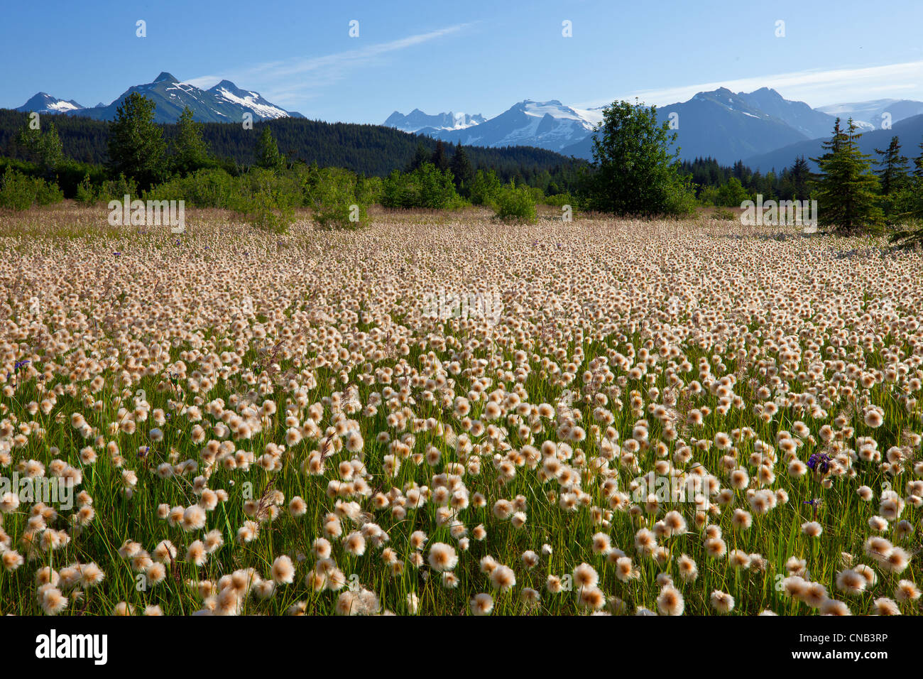 Dans le coton de l'Alaska Mendenhall zones humides, Juneau, Alaska du Sud-Est, l'été Banque D'Images