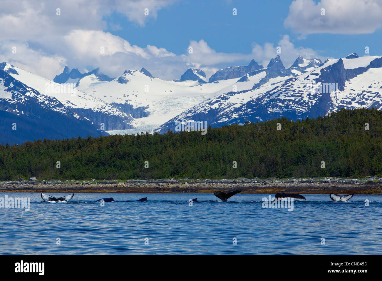 COMPOSITE : les baleines nager le long du rivage de l'île de l'Amirauté, de l'Alaska Banque D'Images
