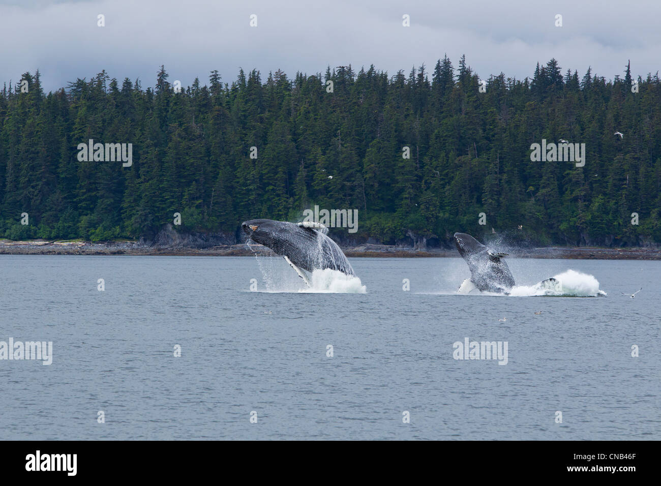 COMPOSITE : deux baleines à bosse en violation du détroit de Chatham près de l'Île Chichagof, la Forêt Nationale Tongass, sud-est de l'Alaska, l'été Banque D'Images