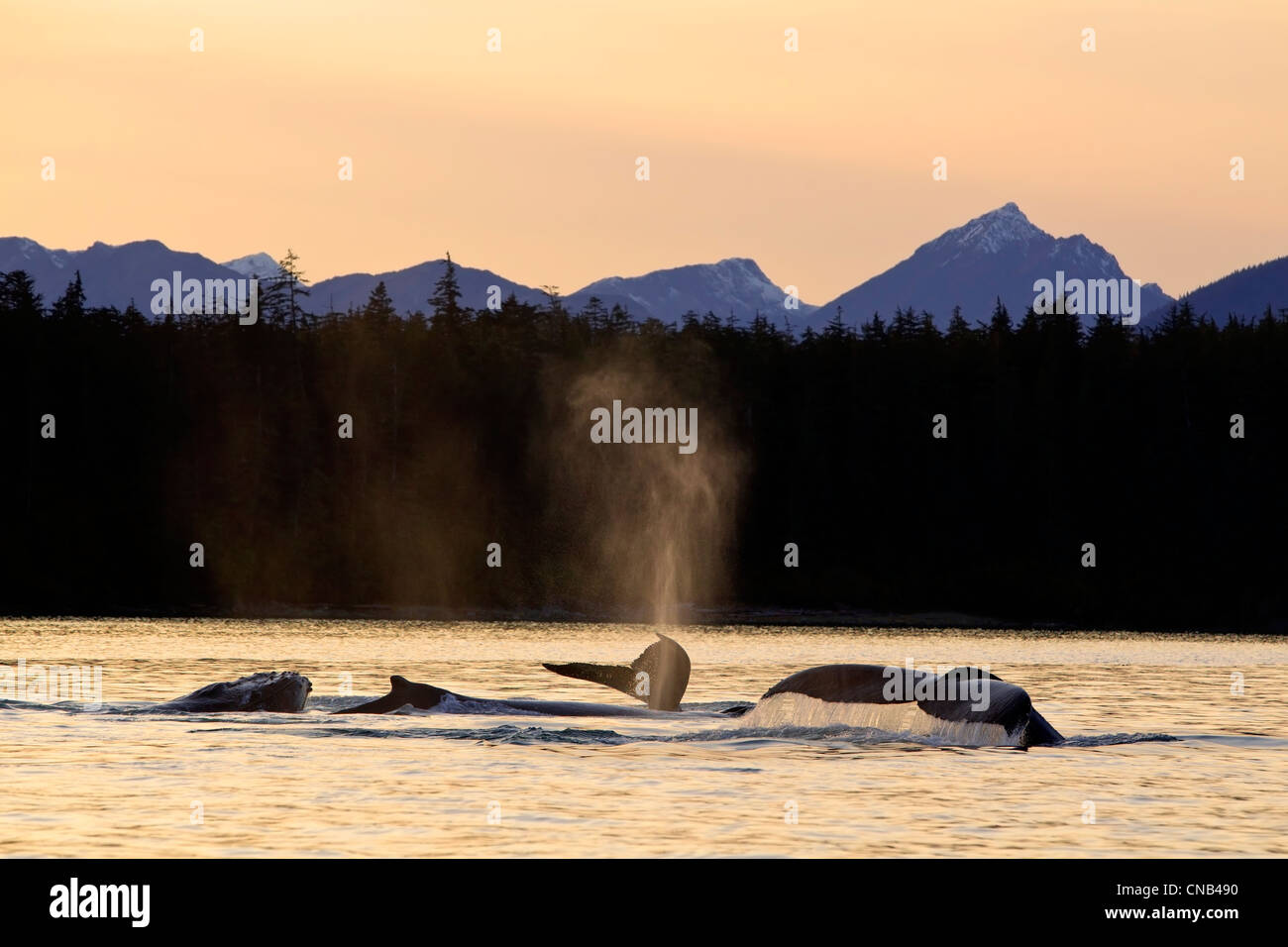Les baleines nagent le long du rivage de l'île de l'Amirauté au coucher du soleil, passage Stephens, le passage de l'Intérieur, de l'Alaska Banque D'Images