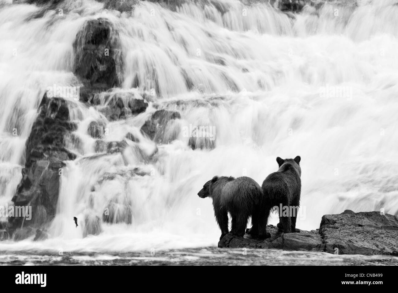 Deux jeunes ours bruns la pêche du saumon à la base d'une chute dans la forêt nationale de Tongass en Alaska. Modifiées numériquement. Banque D'Images