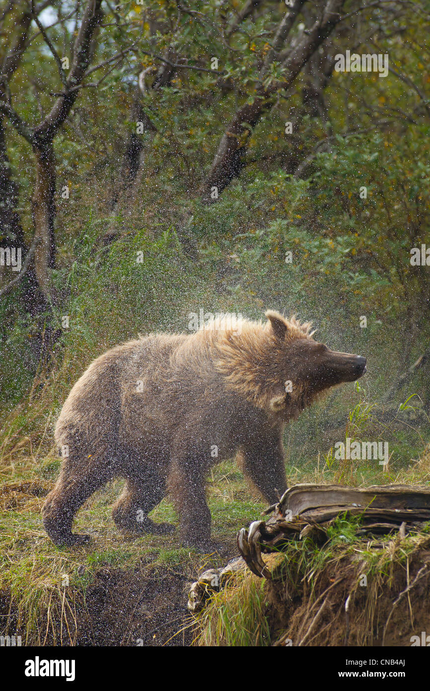 Un ours brun secoue hors de l'eau après la pêche dans la région de Grizzly Creek, Katmai National Park, au sud-ouest, en Alaska, l'été Banque D'Images