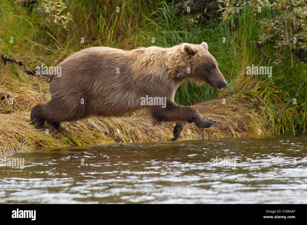 Un ours brun saute de la rive en ruisseau Grizzly à pêcher le saumon, Katmai National Park, Alaska Banque D'Images