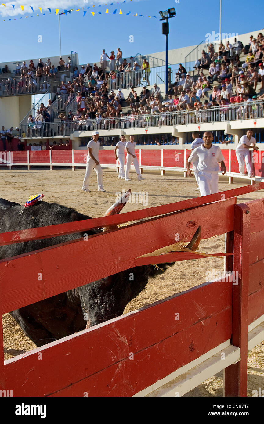 La France, Gard, Camargue, Le Grau du Roi, course Camarguaise dans les