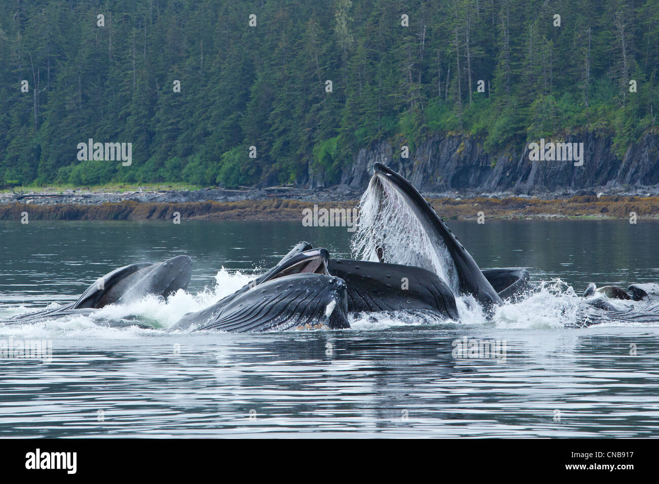 Les baleines à bosse bubble net alimentation fente du hareng dans le détroit de Chatham, le passage de l'intérieur, le sud-est de l'Alaska, l'été Banque D'Images