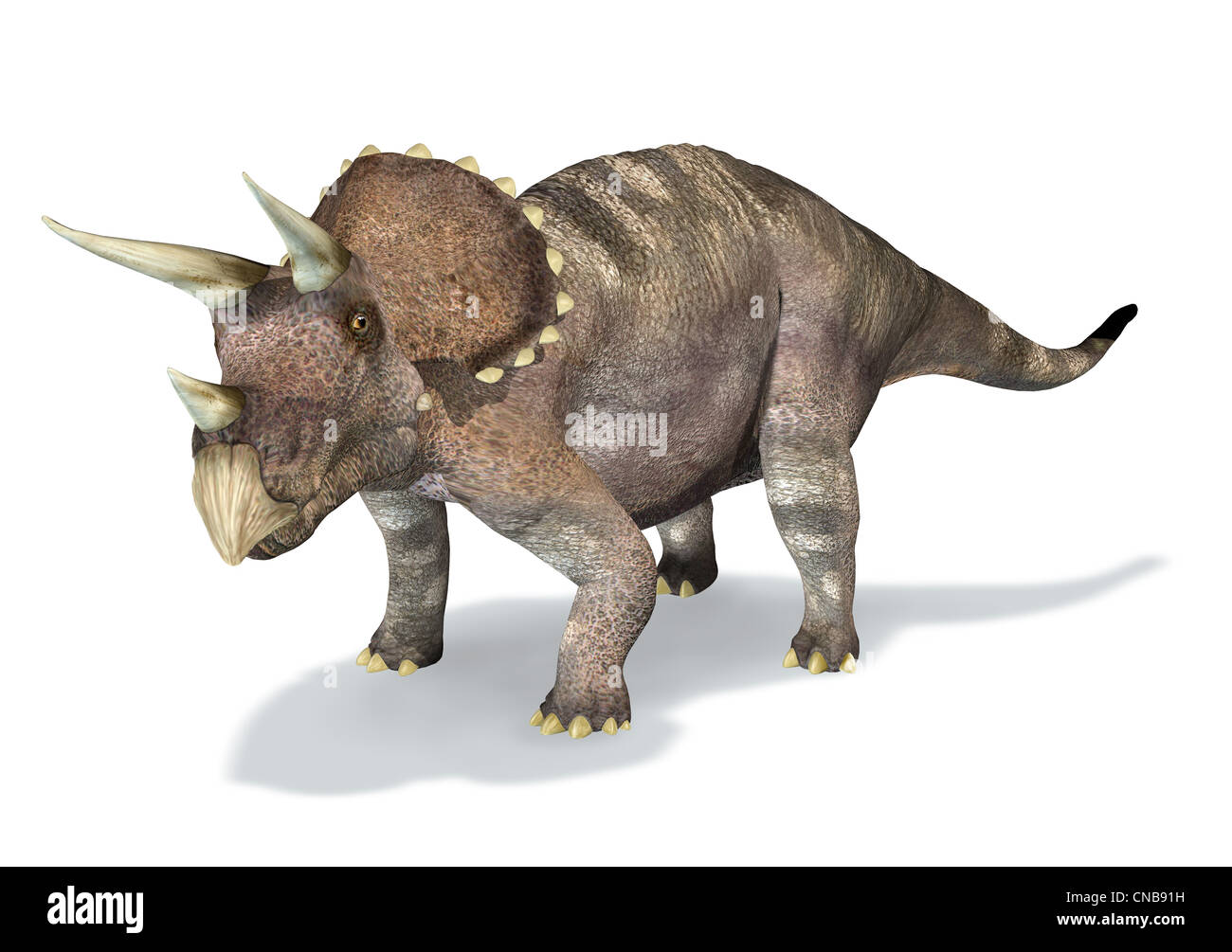 3 photo-réalistes d'un rendu de Triceratops. Sur fond blanc avec ombre portée et chemin de détourage inclus. Banque D'Images