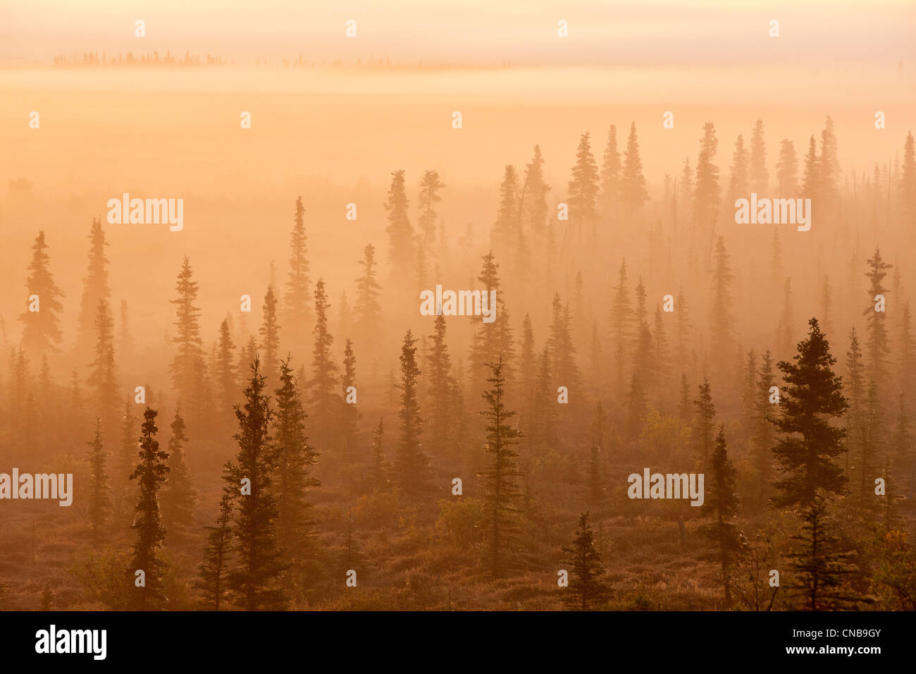 Lever du soleil sur une forêt brumeuse, Katmai National Park et préserver, sud-ouest de l'Alaska, Collection Automne Banque D'Images