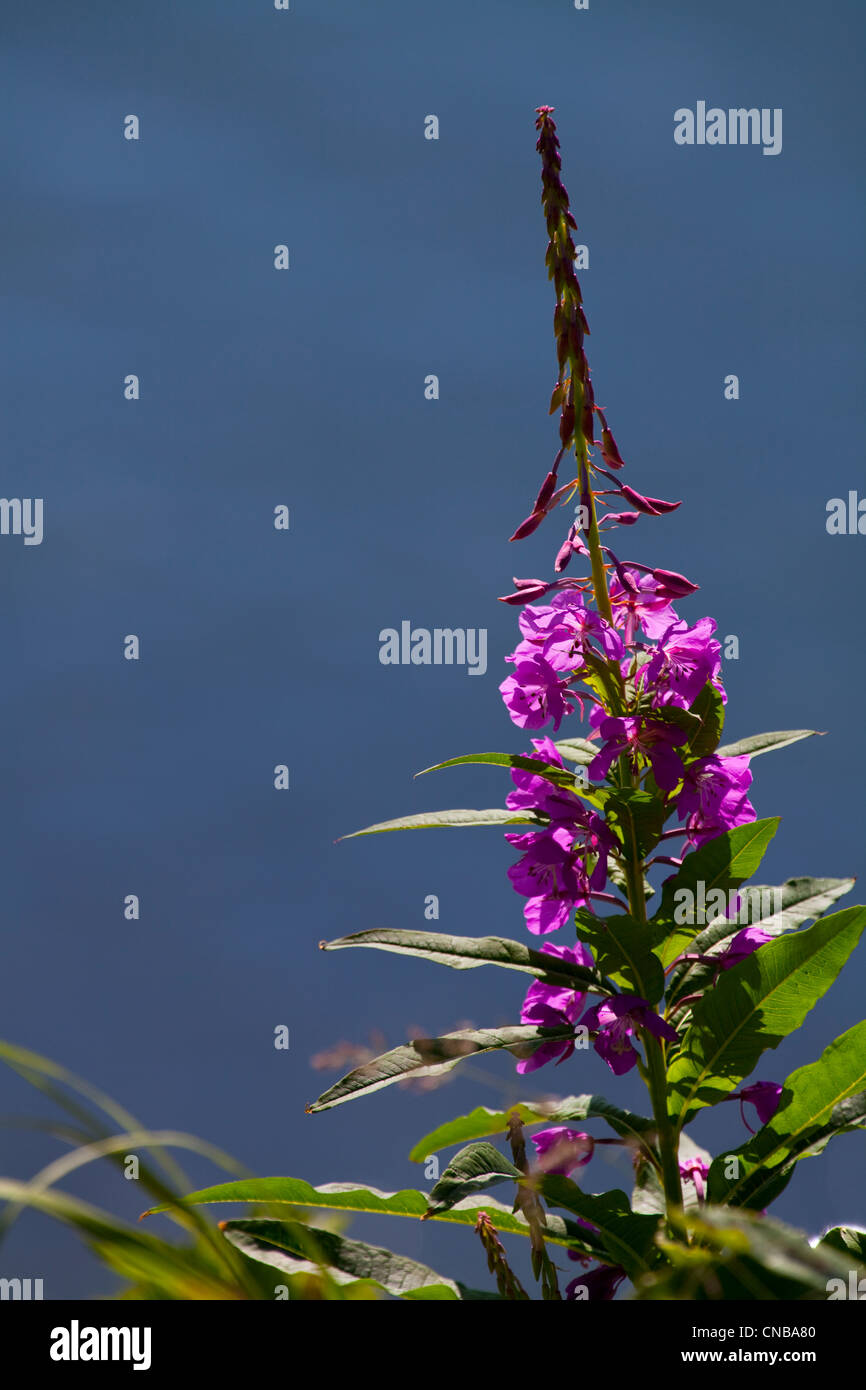 Fleurs d'Épilobe Chiniak Bay, près de l'île Kodiak, sud-ouest de l'Alaska, l'été Banque D'Images