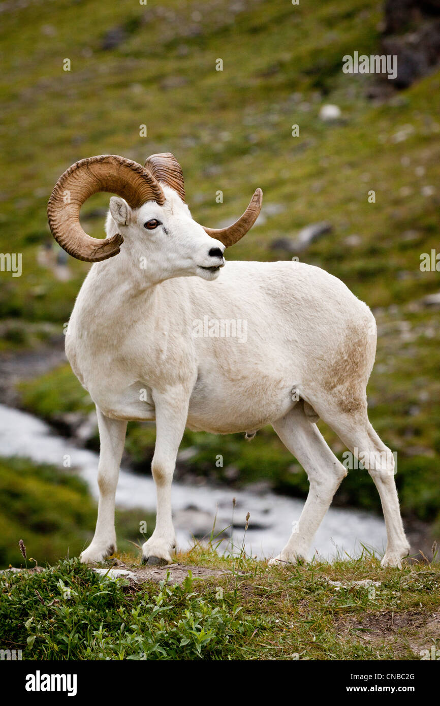 Un ram Dall promenades le long du sentier de randonnée de la rivière sauvage dans le Parc National Denali et Preservek, l'intérieur de l'Alaska Banque D'Images Un ram Dall promenades le long du sentier de randonnée de la rivière sauvage dans le Parc National Denali et Preservek, l'intérieur de l'Alaska Banque D'Images