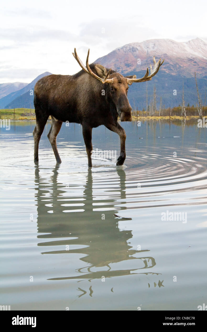 Captif : Bull Moose promenades à travers l'eau à marée haute, Alaska Wildlife Conservation Center, Southcentral Alaska, automne Banque D'Images