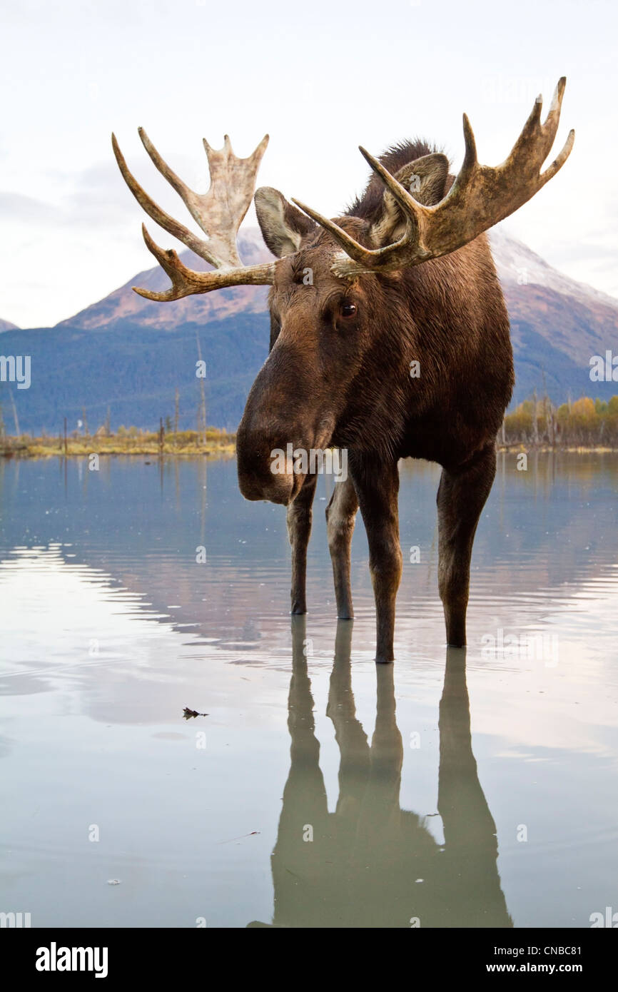Captif : Bull Moose promenades à travers l'eau à marée haute, Alaska Wildlife Conservation Center, Southcentral Alaska, automne Banque D'Images