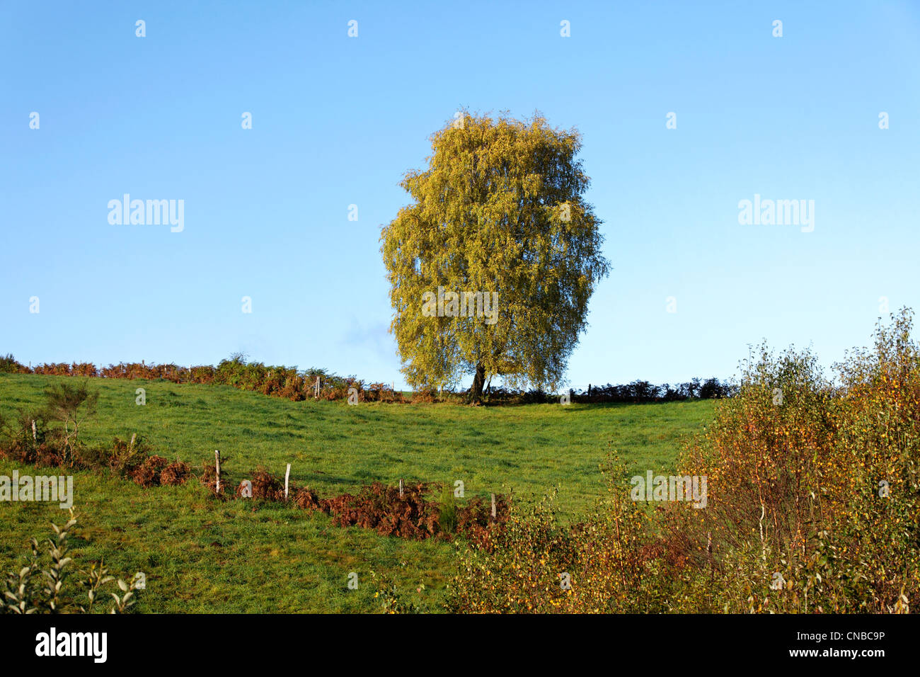 France, Corrèze, isoler arbre (Betula pendula) Banque D'Images