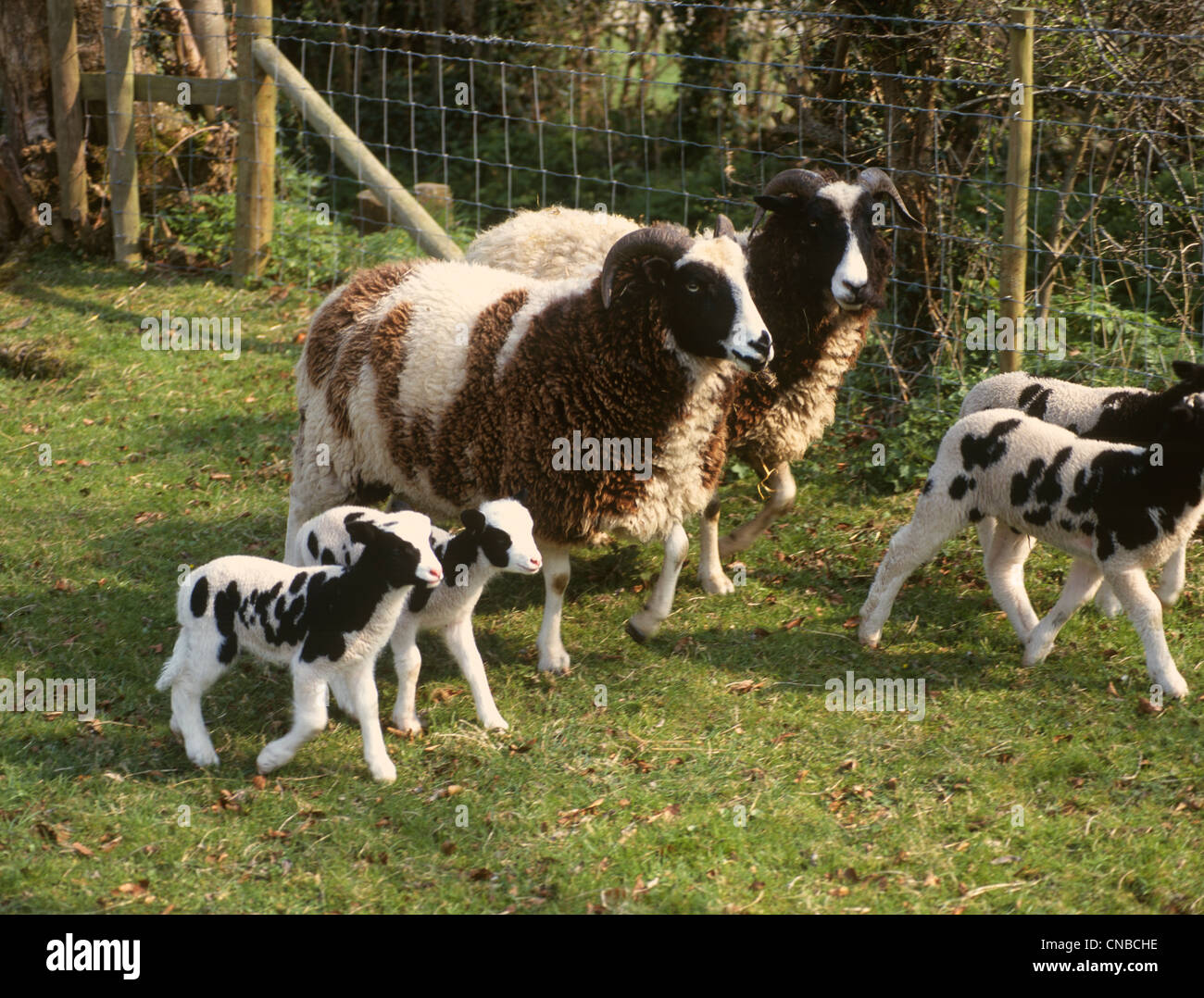 Moutons et agneaux de Jacob Banque D'Images
