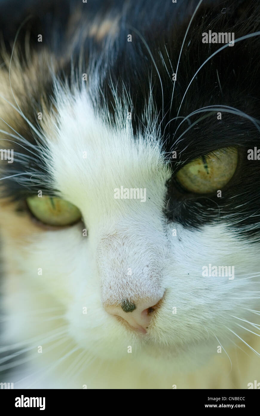 Close up d'un chat domestique calico. Banque D'Images