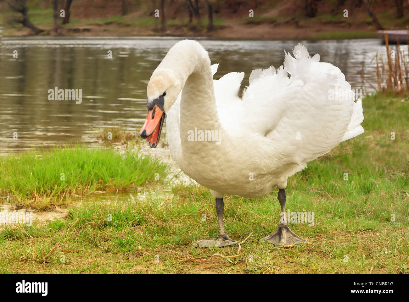 Swan prêt à attaquer un sifflement permanent et sur l'herbe Banque D'Images