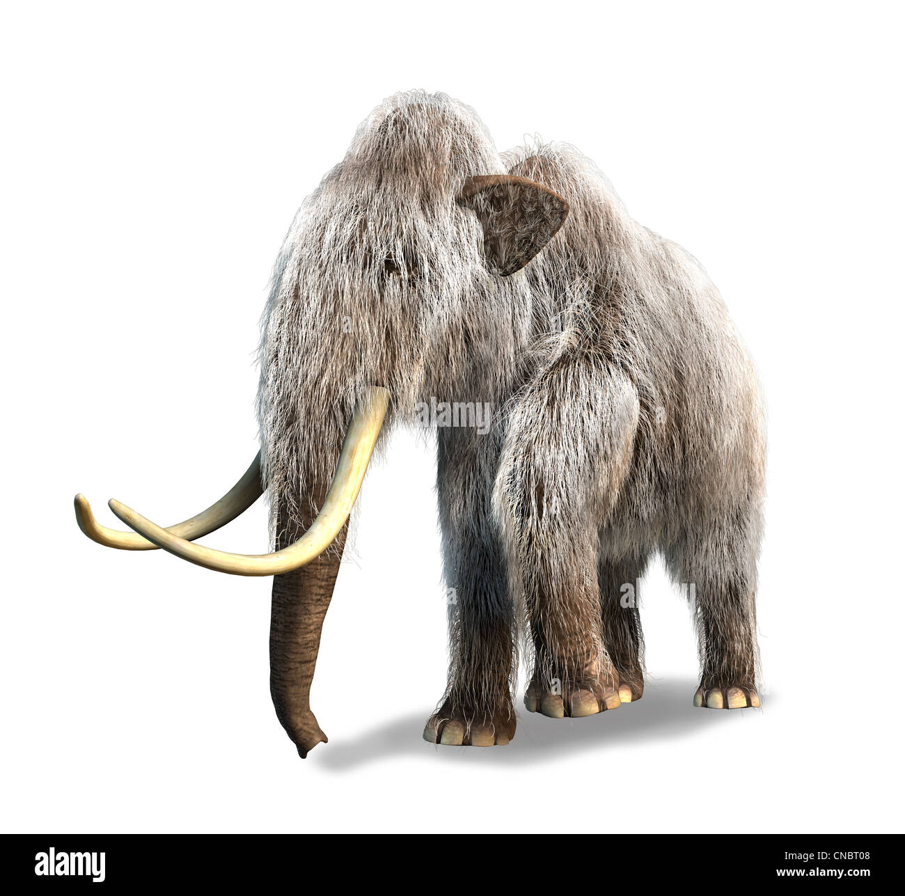 Sorte D éléphant De L ère Glaciaire