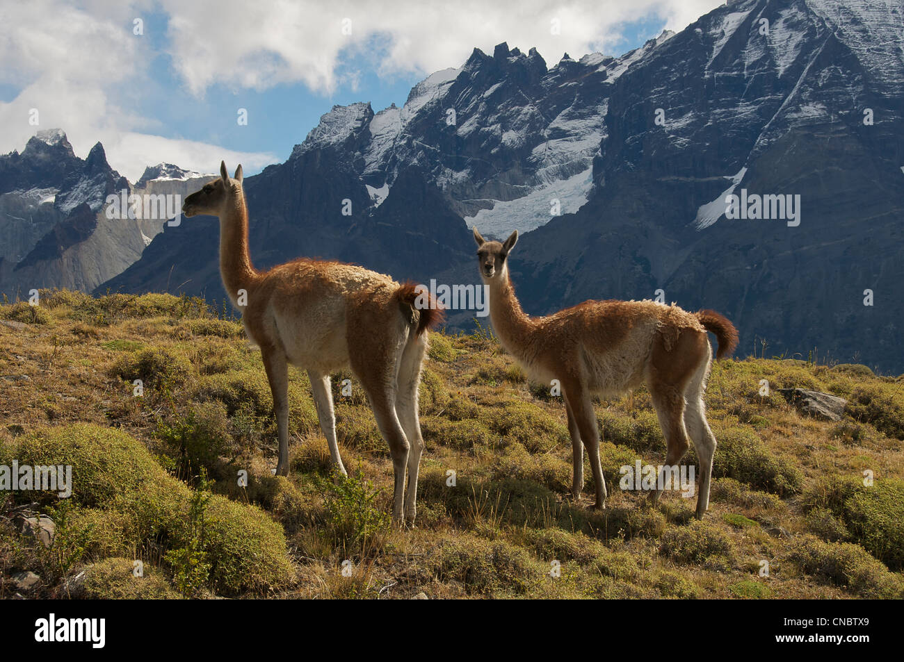 Deux Cobourg Parc National Torres del Paine Patagonie Chili Banque D'Images