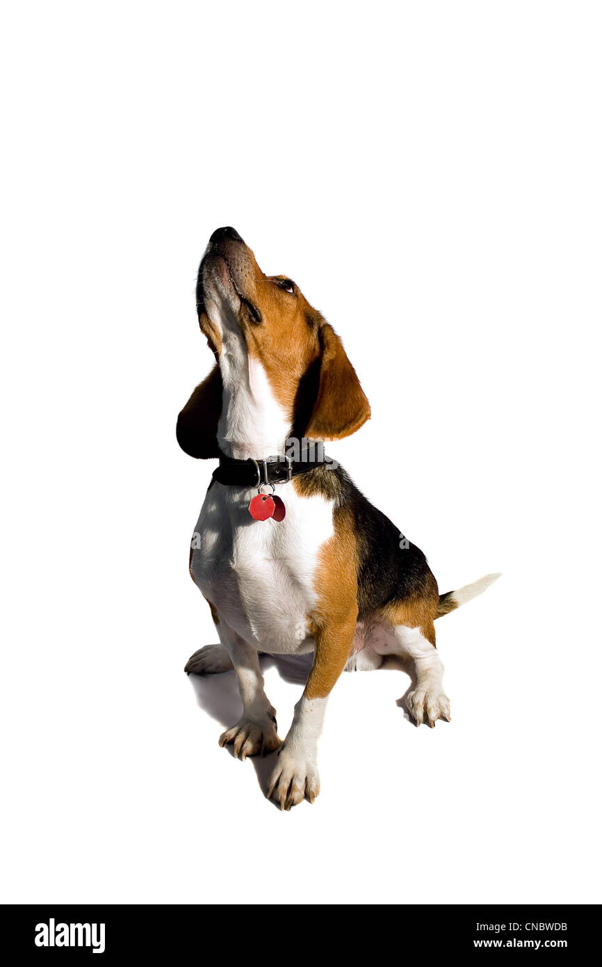 Un mignon beagle pure race isolated over white. Banque D'Images
