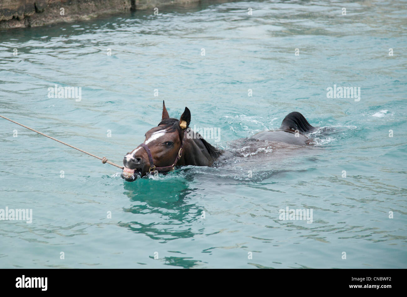 Le jeune cheval première baignade dans la mer à Malte. Banque D'Images