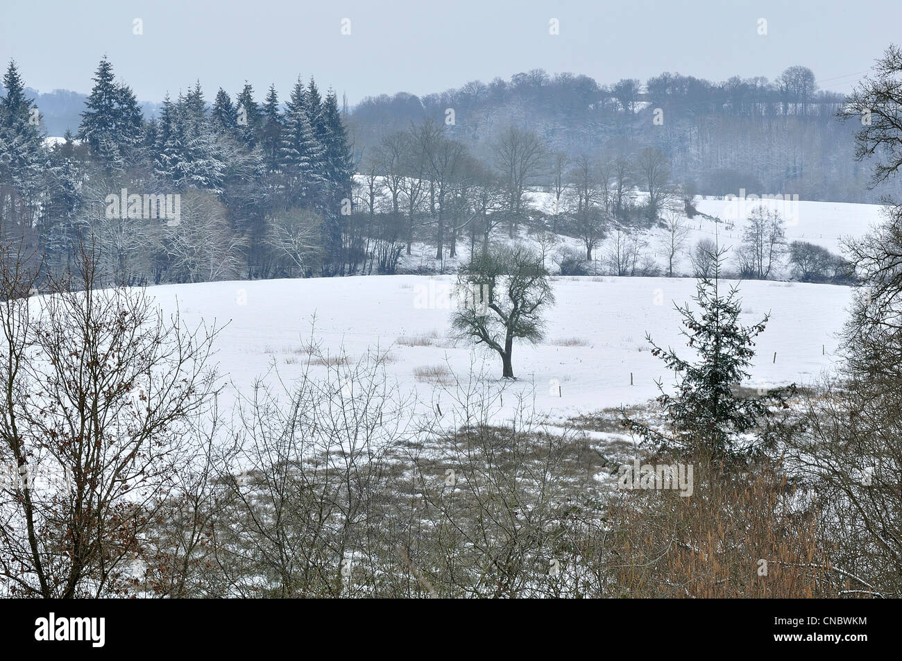 Perry poirier sous la neige i,n un pré (arbre dans le centre) en hiver (au nord de la Mayenne, Pays de la Loire, France, Europe). Banque D'Images