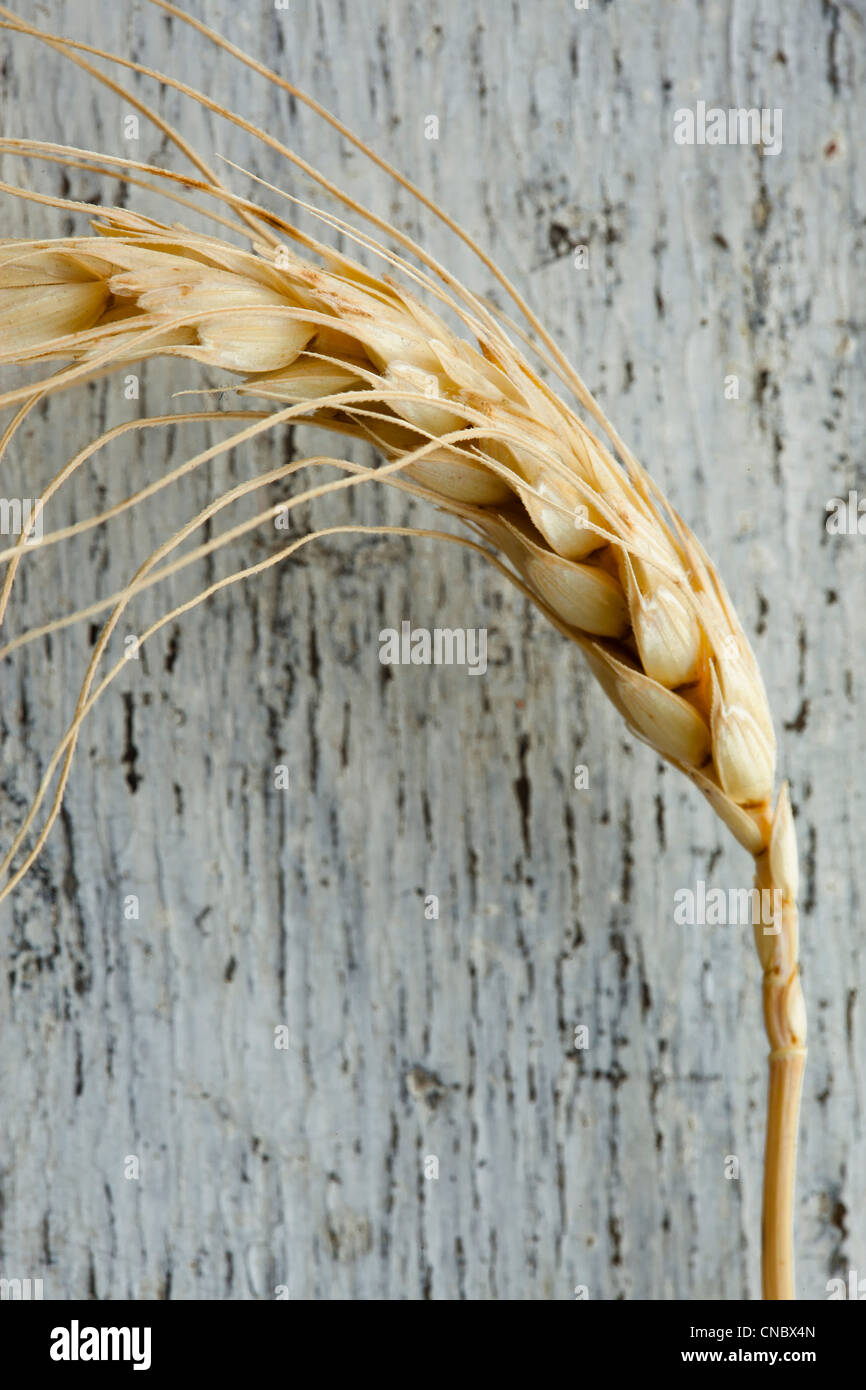 Le grain de blé séché manomanette close up Banque D'Images