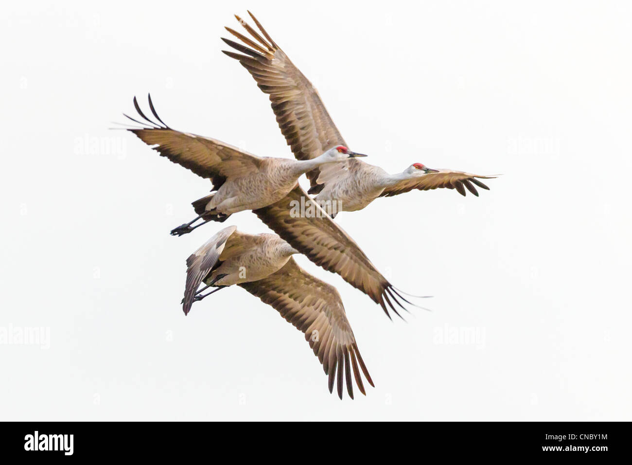 Groupe familial de Grues du Canada (Grus canadensis) l'avion de se nourrir dans les champs de maïs après avoir passé la nuit sur la rivière Platte Banque D'Images