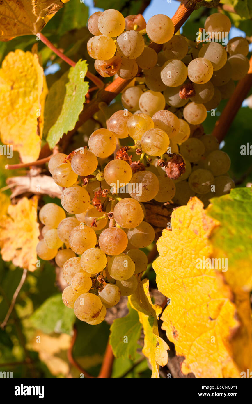 La Slovénie, la région de la Styrie, Maribor, Capitale européenne de la Culture 2012, les vignobles de la petite colline Piramida Banque D'Images