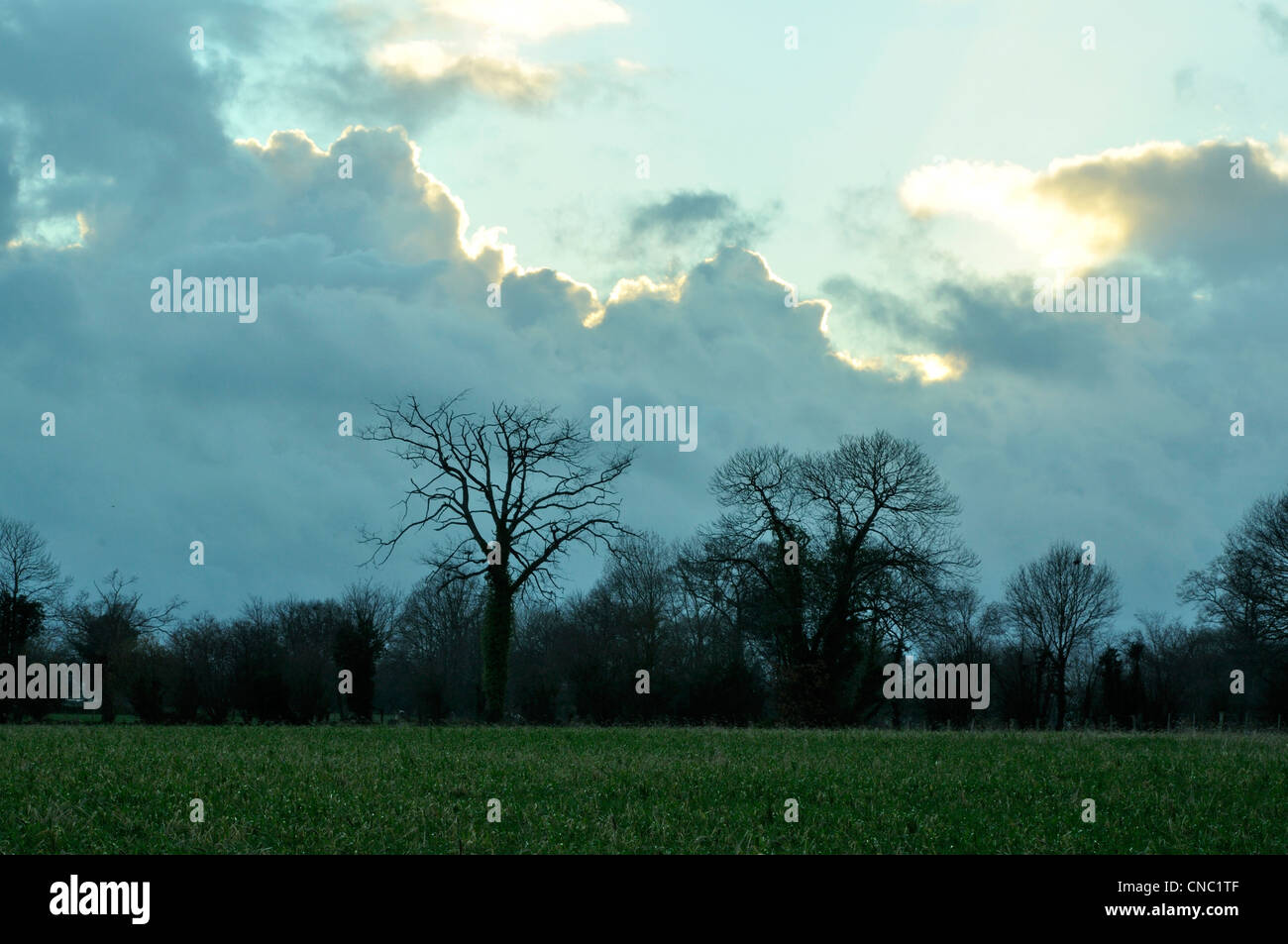 Ciel lourd sur le grove avec stratocumulus en hiver (au nord de la Mayenne, pays de la Loire, France, Europe). Banque D'Images Ciel lourd sur le grove avec stratocumulus en hiver (au nord de la Mayenne, pays de la Loire, France, Europe). Banque D'Images