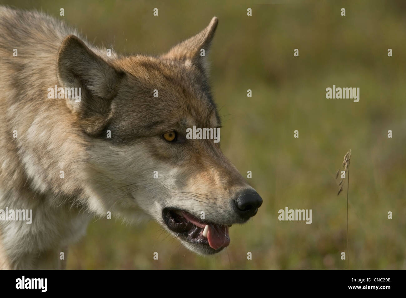 Le loup (Canis lupus) Parc National Denali, en Alaska. Banque D'Images