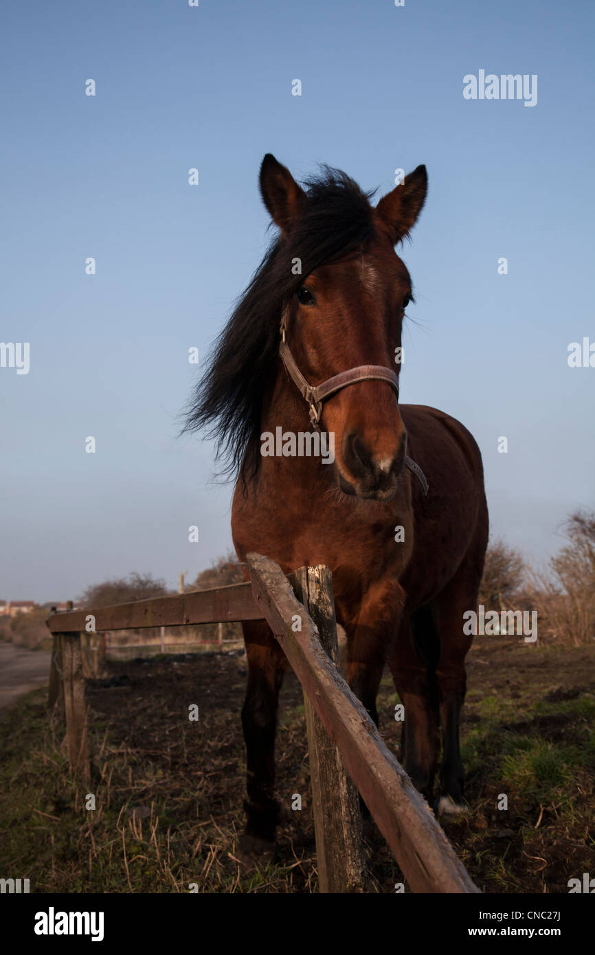 Cheval dans un champ avec une bride sur le vent qui souffle avec sa crinière, une expression sérieuse et Femmes enceintes Banque D'Images