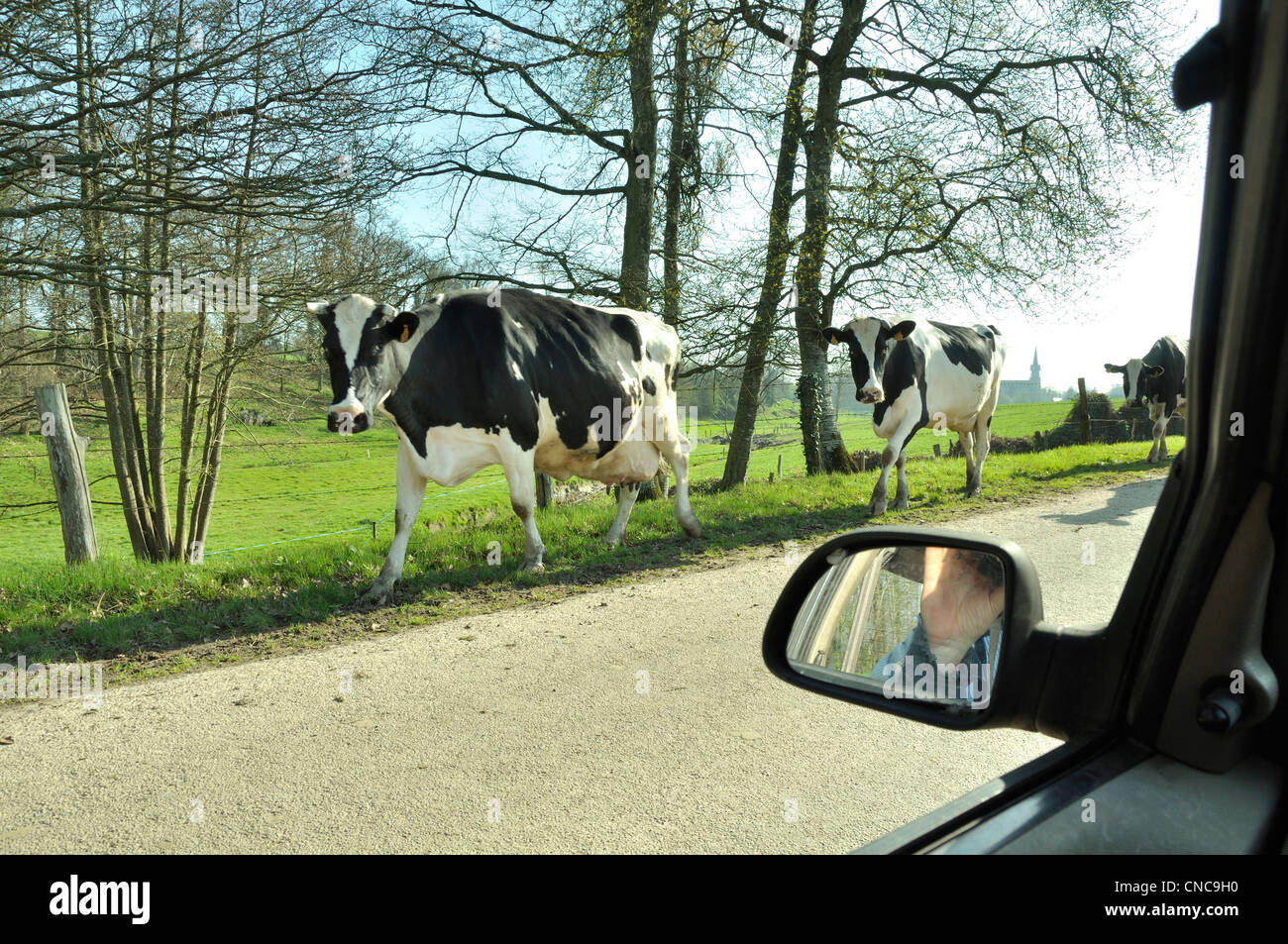Les vaches quittent leur prairie et rejoindre la ferme par la route, pour la salle de traite Banque D'Images