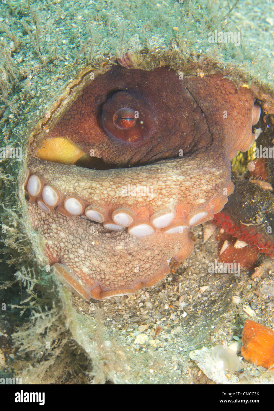 Le poulpe à la Blue Heron Bridge Banque D'Images