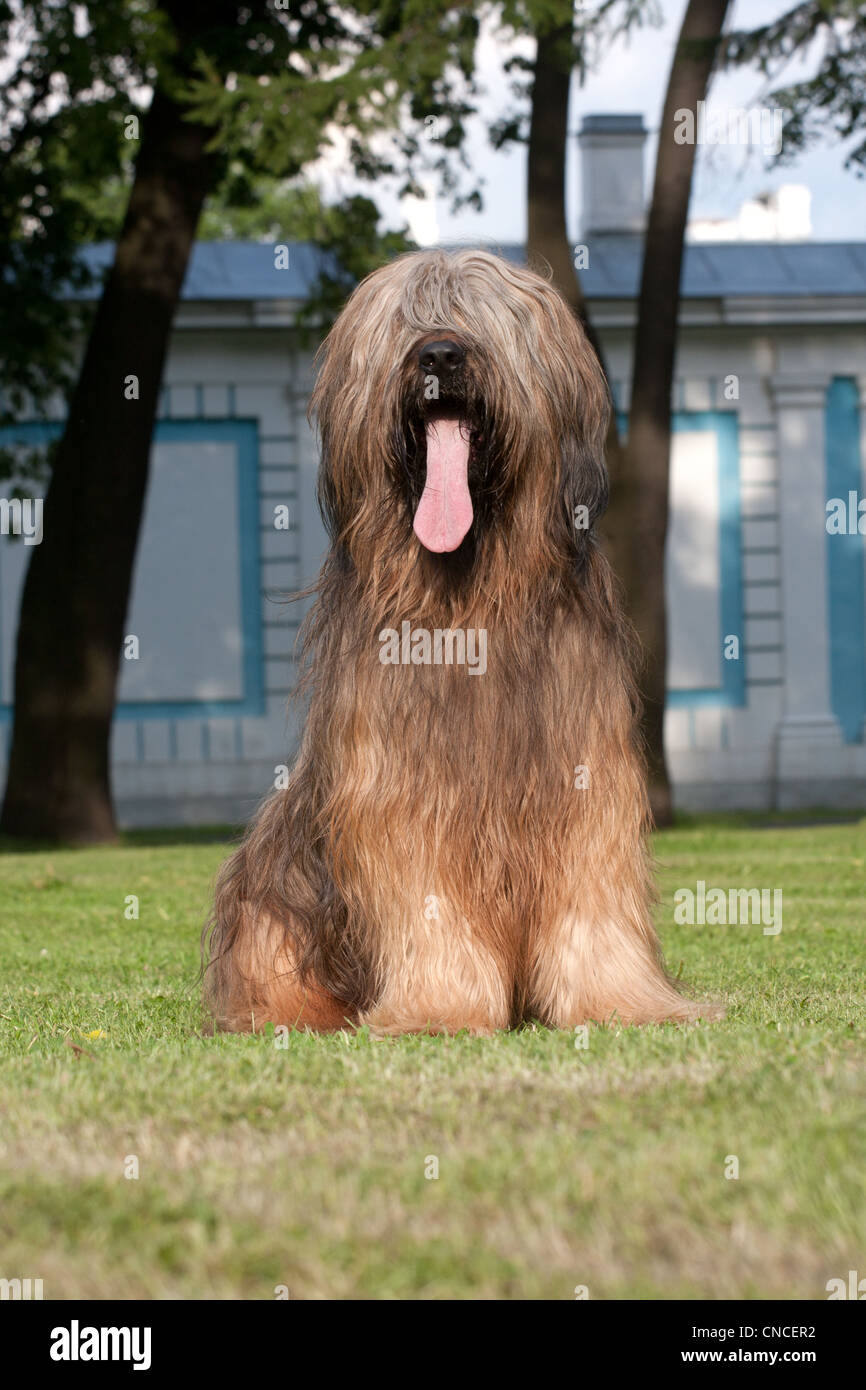 briard-puppy-banque-de-photographies-et-d-images-haute-r-solution-alamy