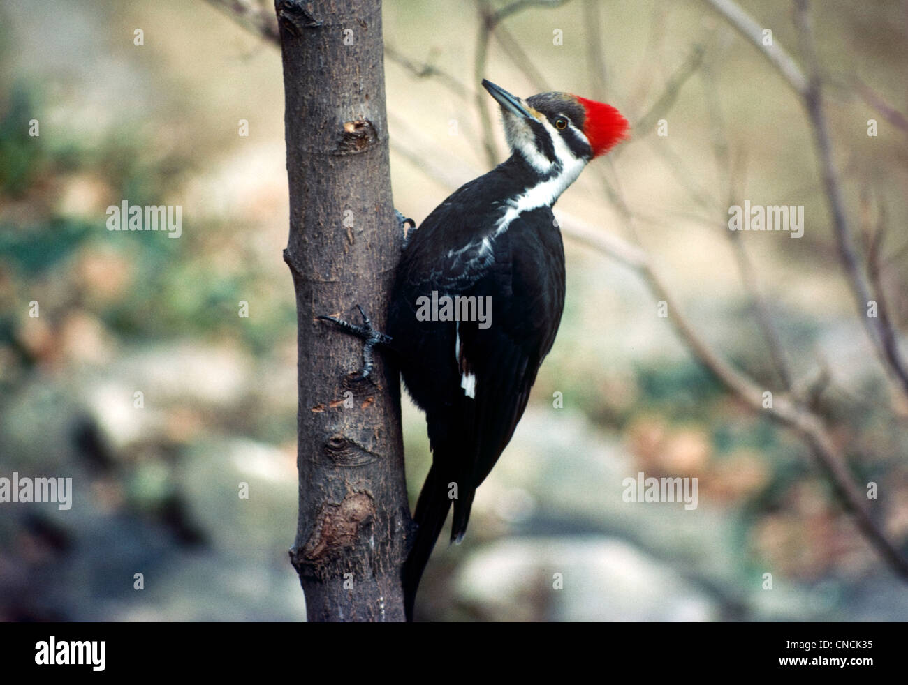 Grand pic Dryocopus pileatus, perchoirs, sur l'arbre au début du printemps, Maine USA Banque D'Images