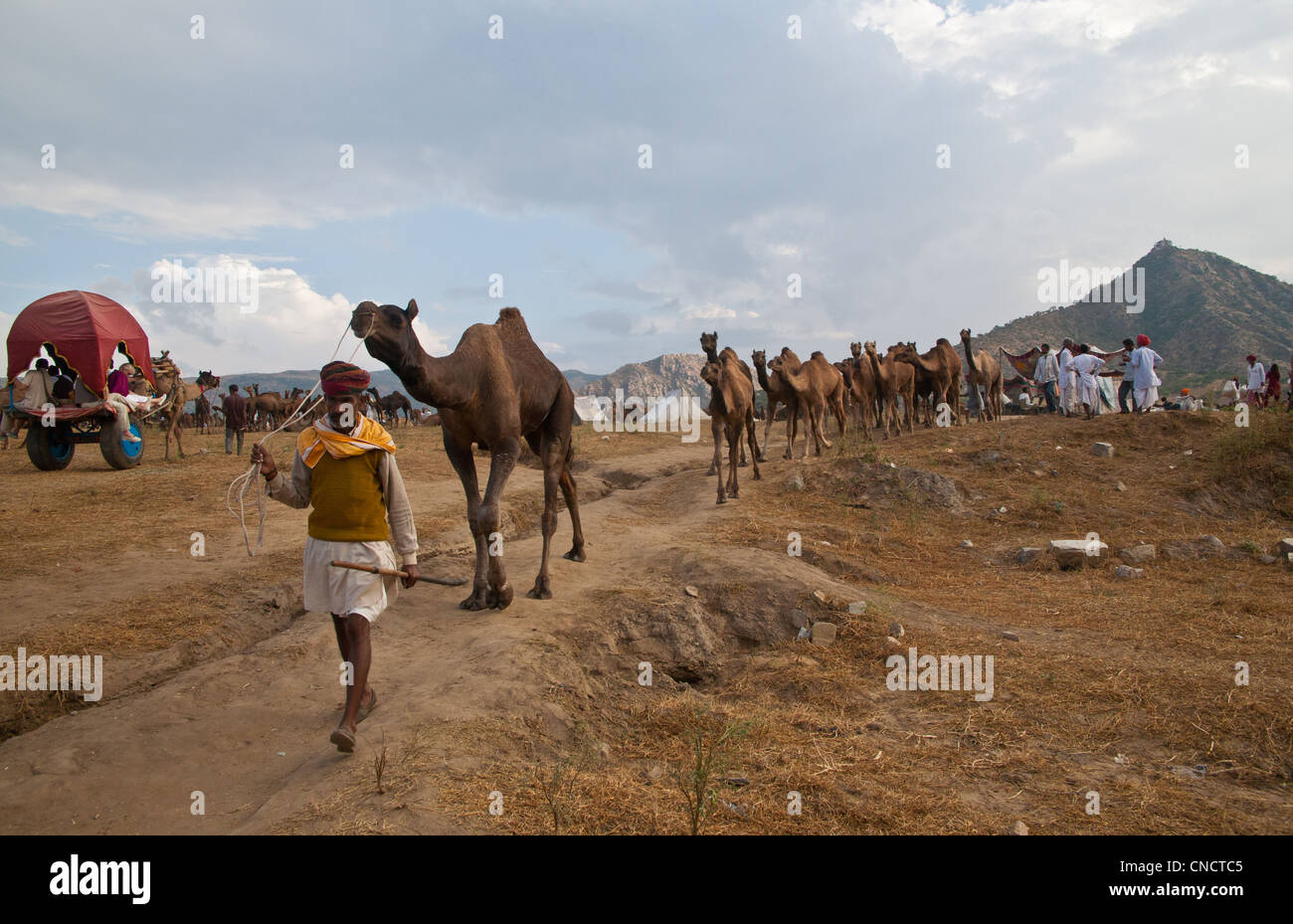 Un chamelier mène ses chameaux sur les motifs de la Camel Pushkar Fair, Rajasthan, en Inde. Banque D'Images