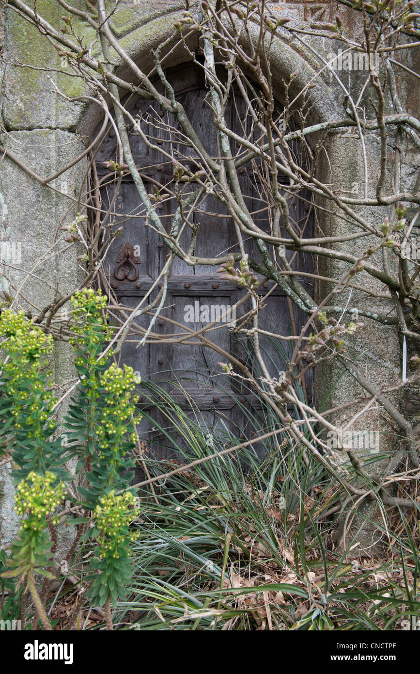 Une porte en bois, c'est envahi par la trame en pierre Banque D'Images