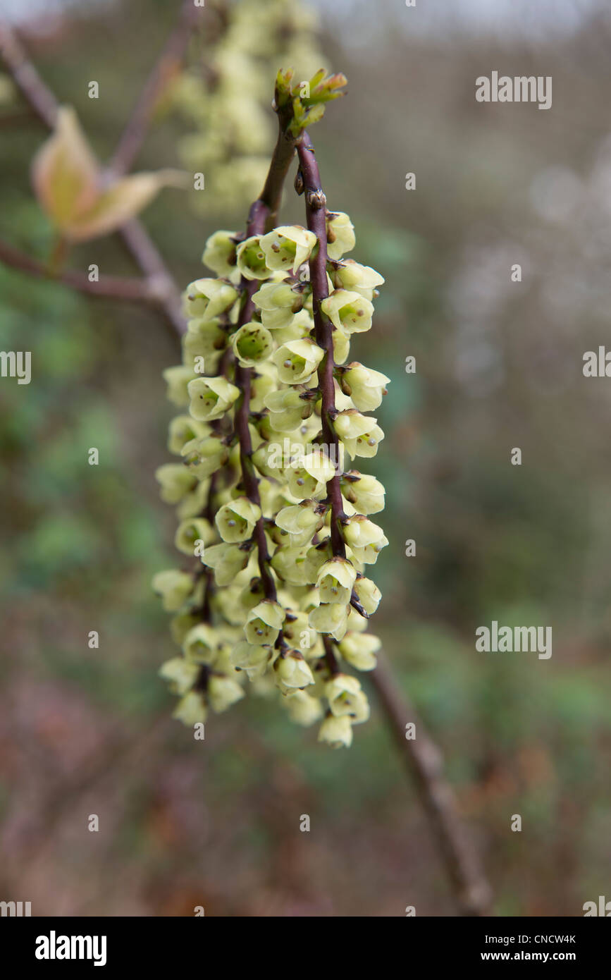 Close up de la fleur de Stachyurus chinensis 'Magpie' Banque D'Images