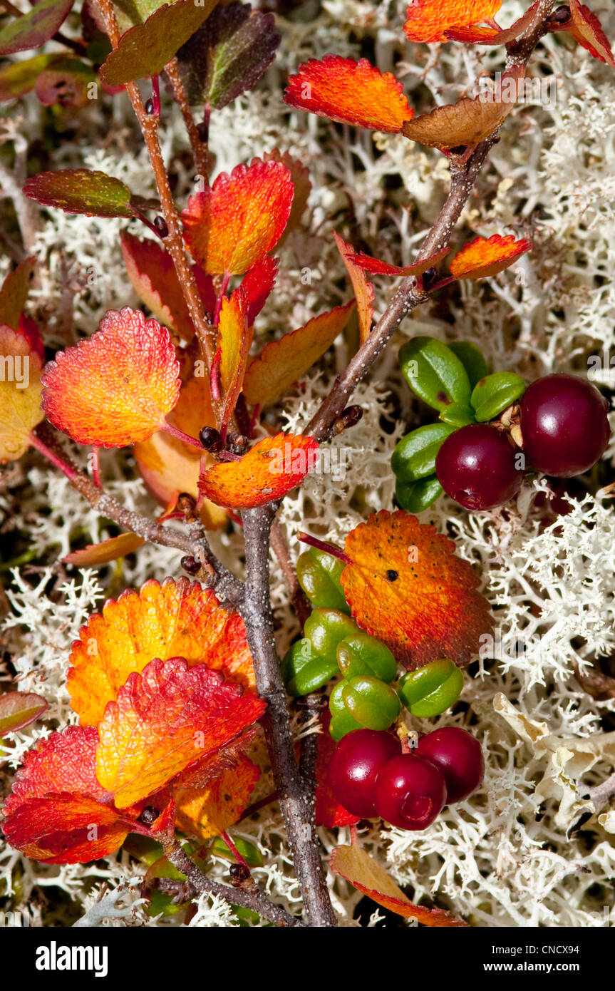 Close up de l'automne feuillage coloré de la toundra dans le Parc National Denali et préserver, l'intérieur de l'Alaska Banque D'Images