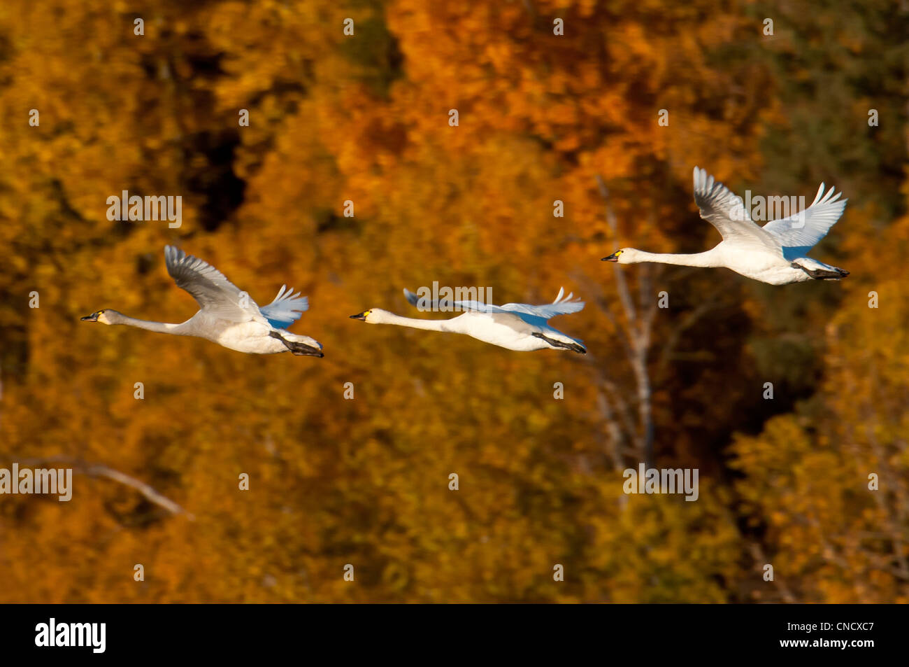 Trois cygnes en vol au-dessus de Potter Marsh avec couleurs d'automne en arrière-plan, Anchorage, Southcentral Alaska Banque D'Images