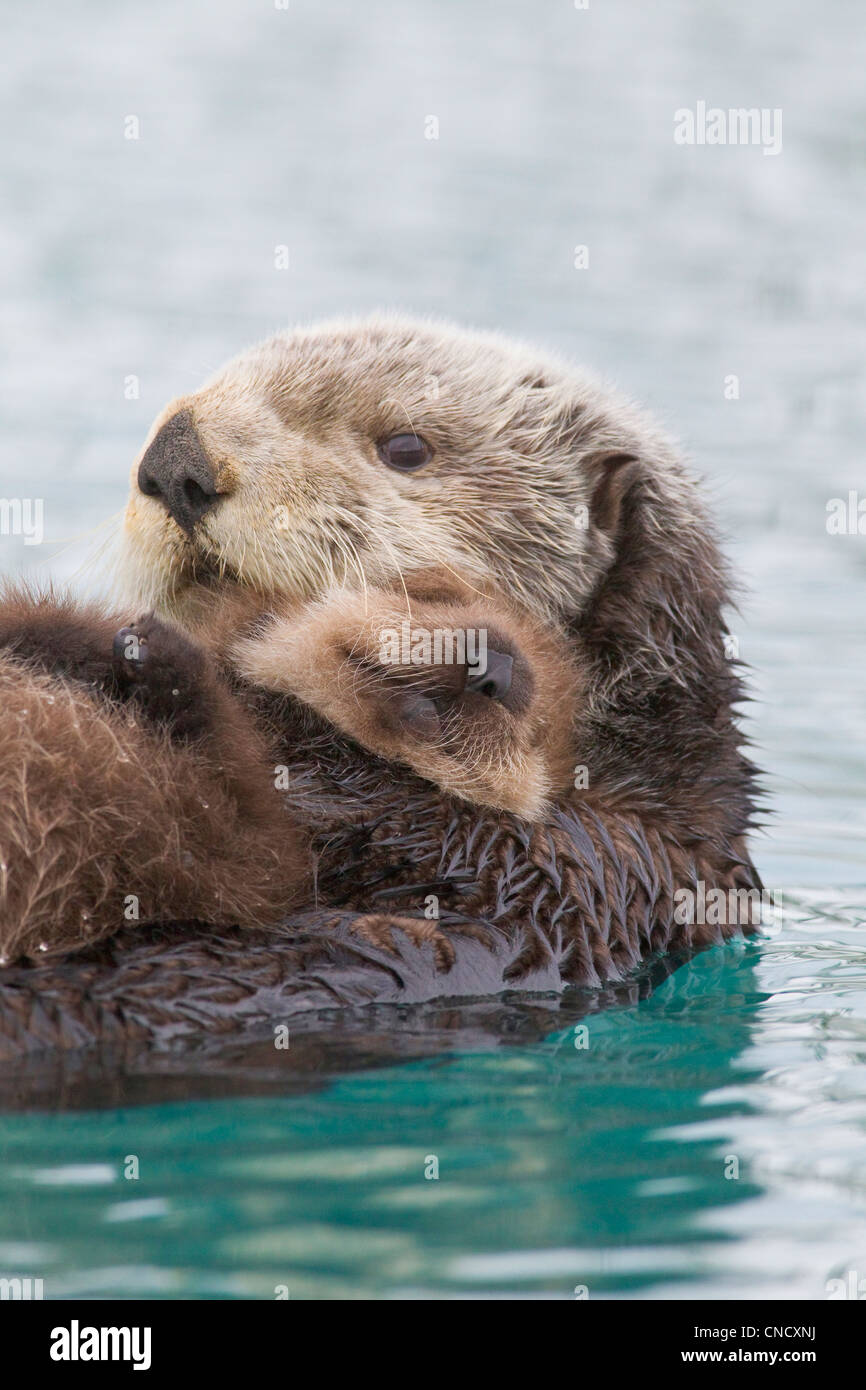 Loutre de mer femelle chiot nouveau-né maintenant hors de l'eau, le Prince William Sound, Southcentral Alaska, Winter Banque D'Images