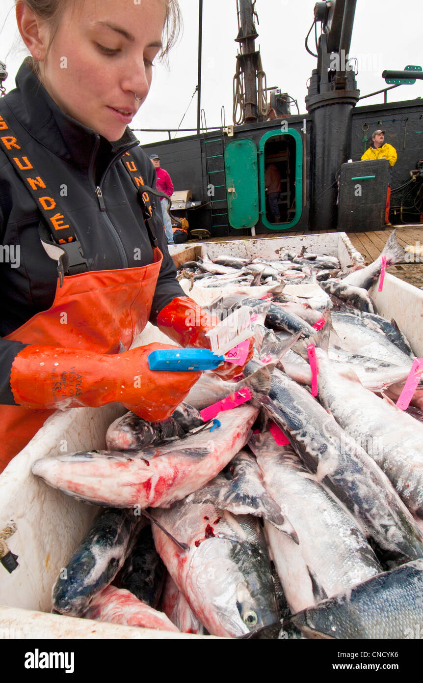 Ocean Beauty Seafoods effectue le contrôle de qualité d'une offre intégrée de saumon rouge dans la baie Ugashik, Bristol Bay, Alaska Banque D'Images