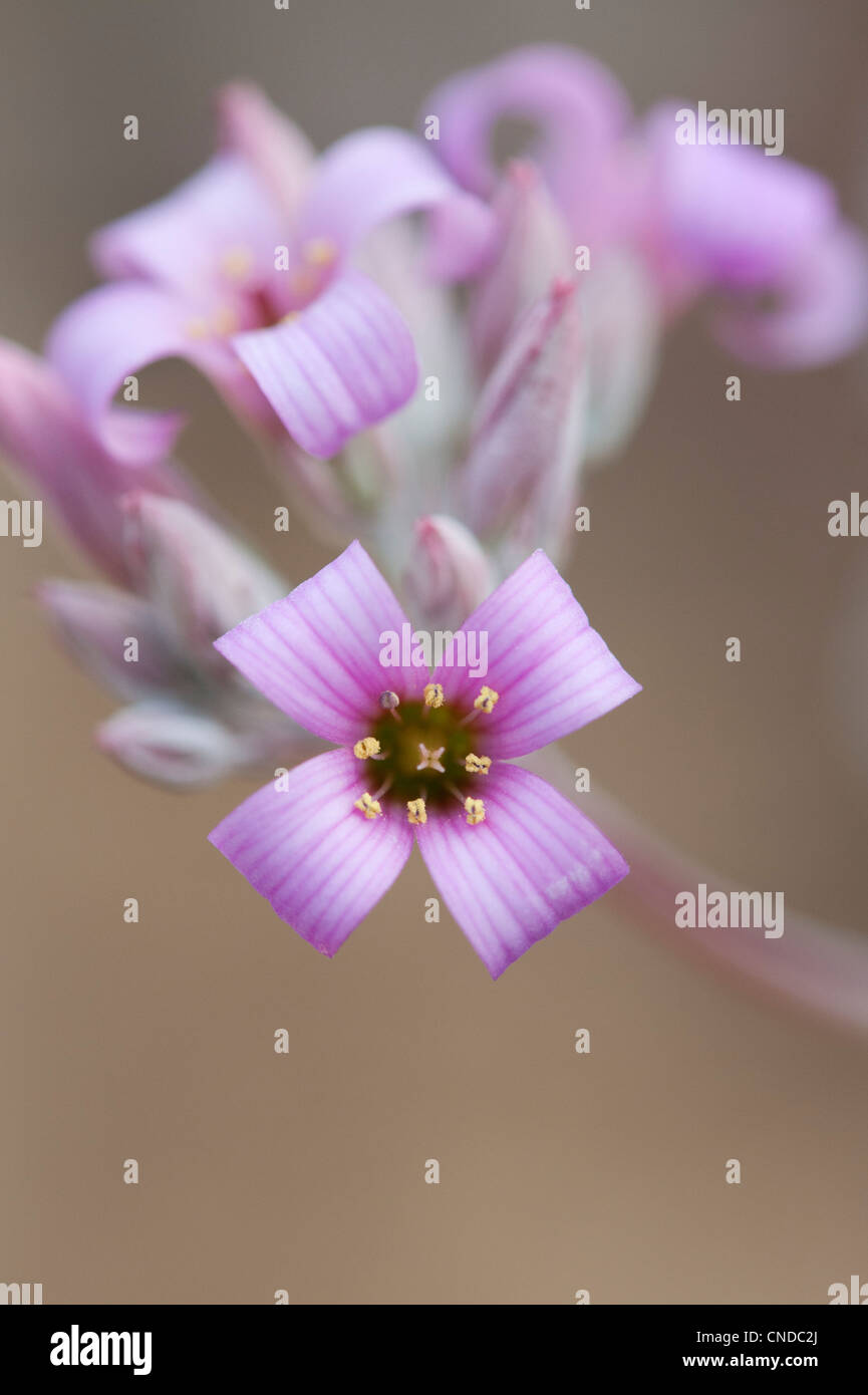 Kalanchoe pumila. Kalanchoe nain. L'usine de poussière de fleurs Banque D'Images