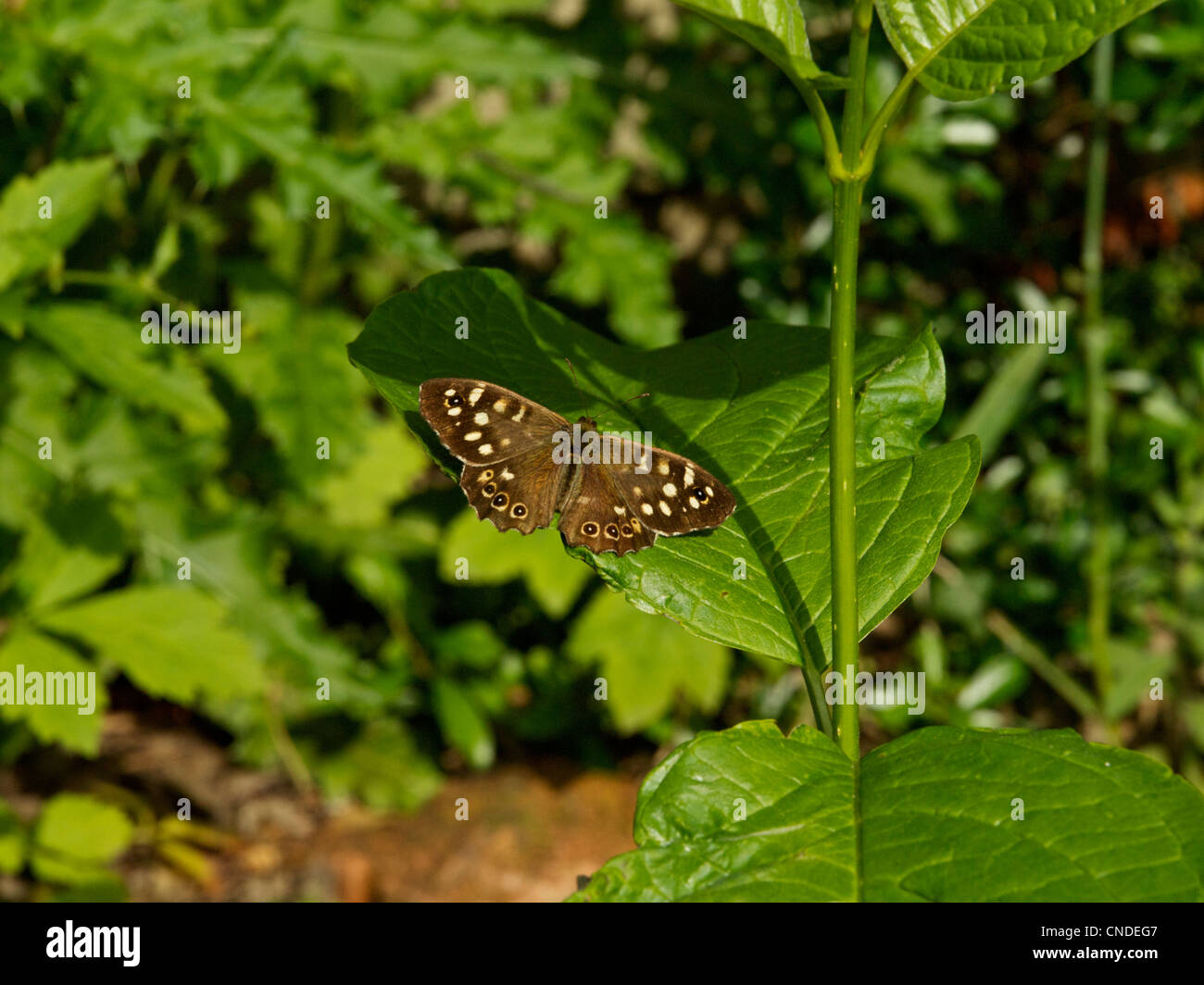 Papillon en bois brun moucheté dans une parcelle de la lumière du soleil Banque D'Images