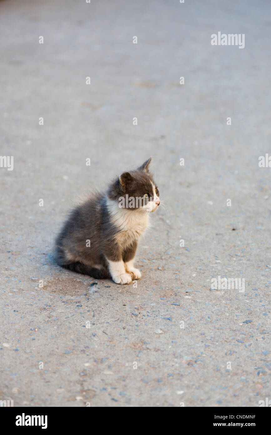 Chat errant dans les rues de Marrakech Banque D'Images