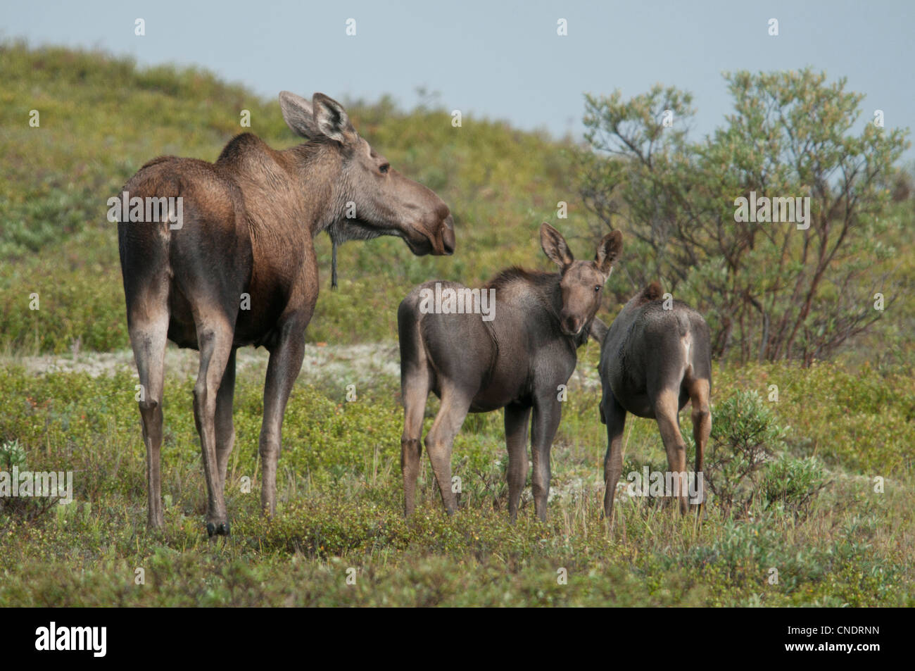 Une vache de l'Orignal (Alces alces) et lits jumeaux veaux font leur maison dans le parc national Denali, en Alaska. Banque D'Images