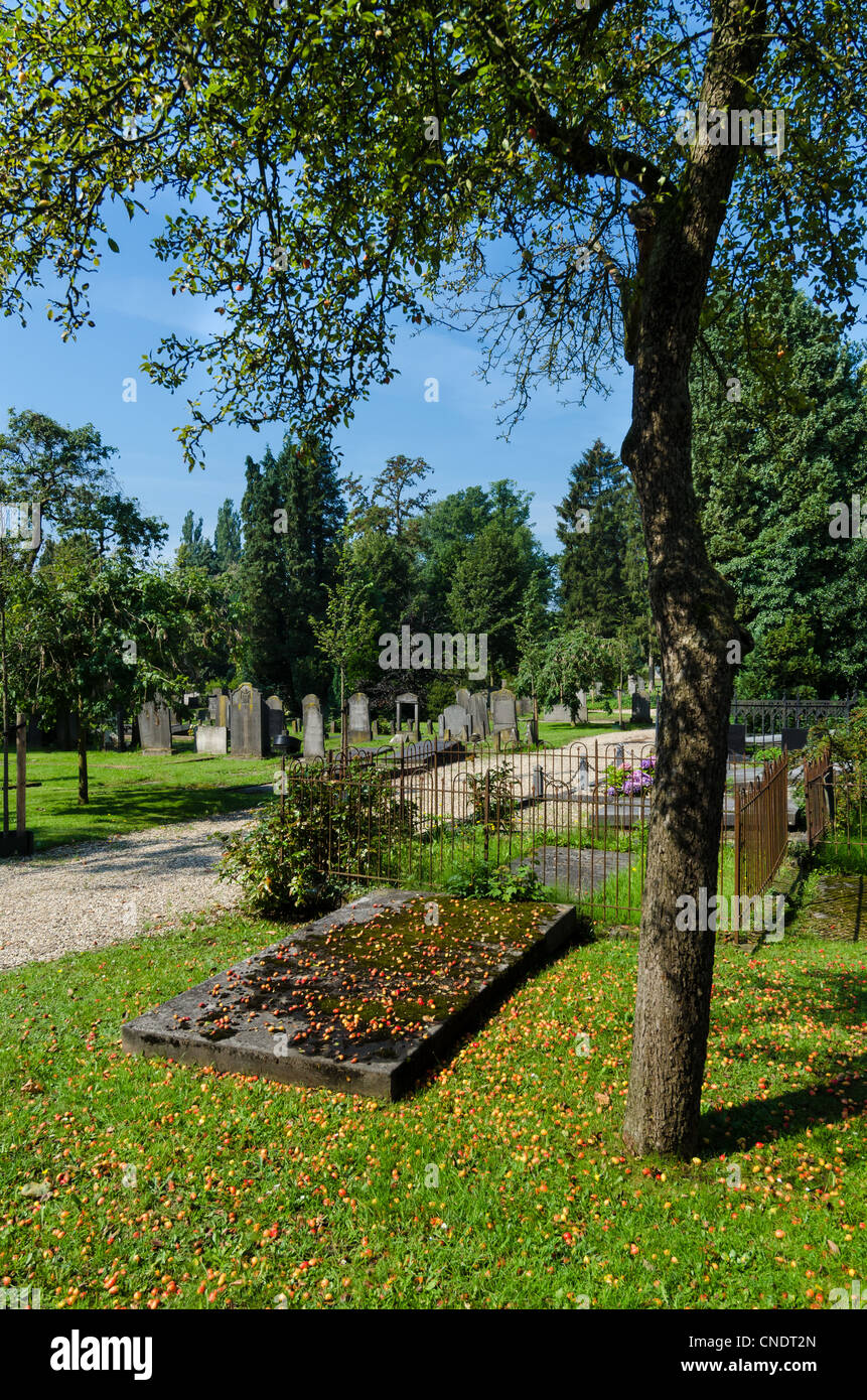 Couvert de graves les fruits de l'arbre à côté de la tombe. Banque D'Images