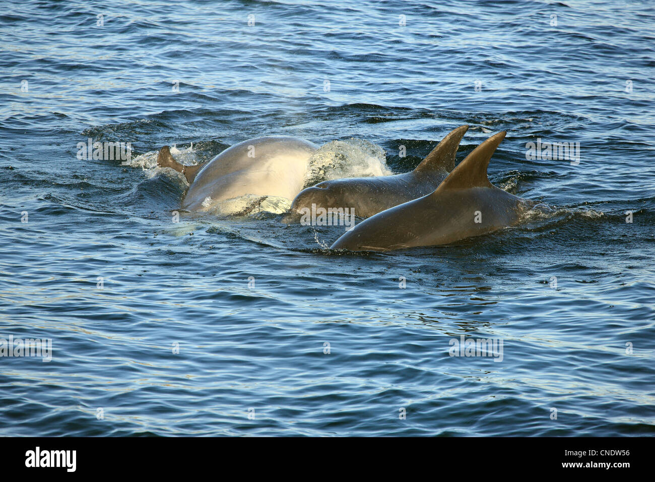 Grands dauphins dans le son d'Iona Banque D'Images