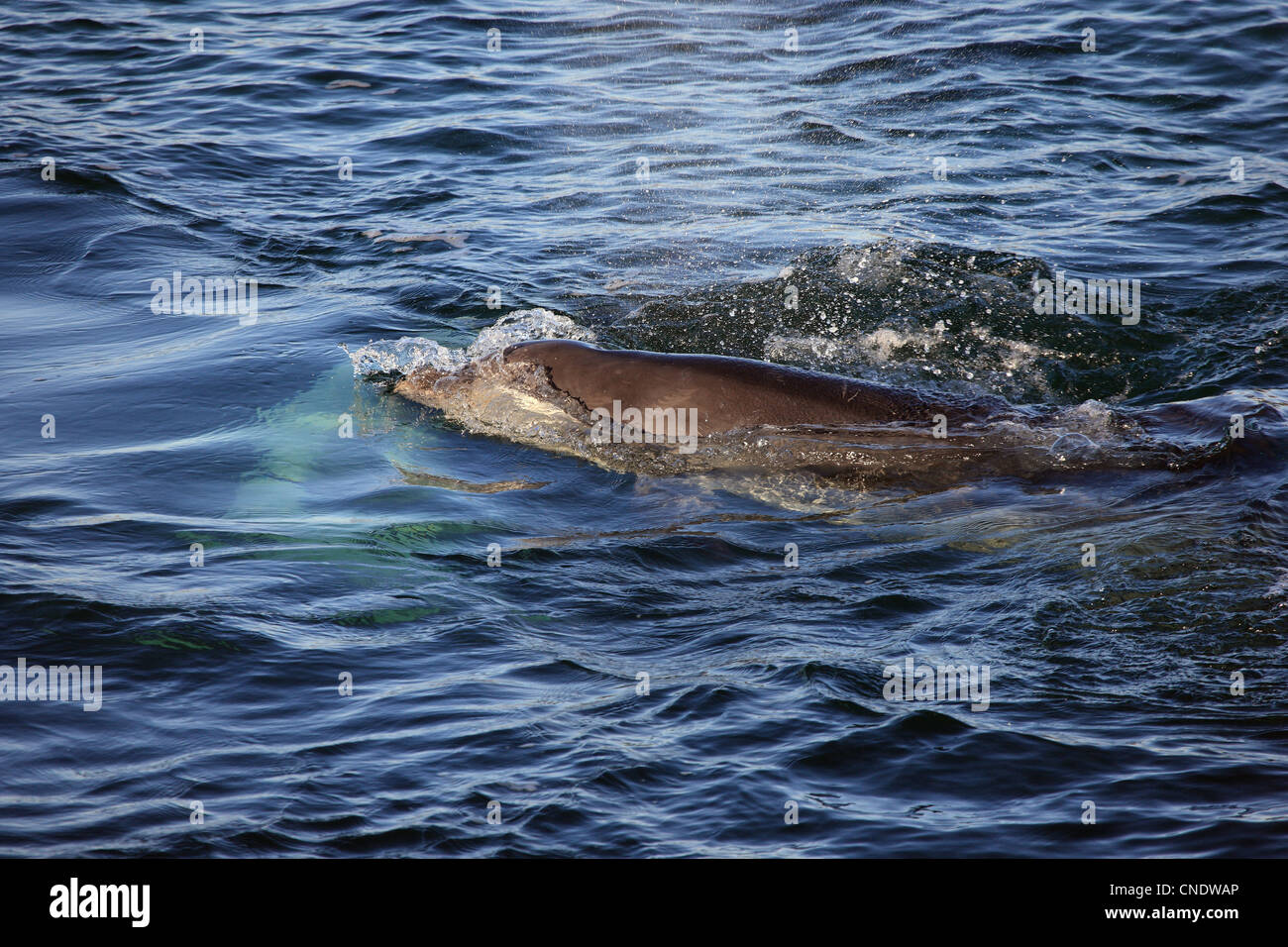 Grands dauphins dans le son d'Iona Banque D'Images